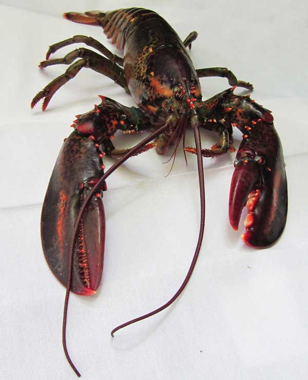 Live Maine Lobster